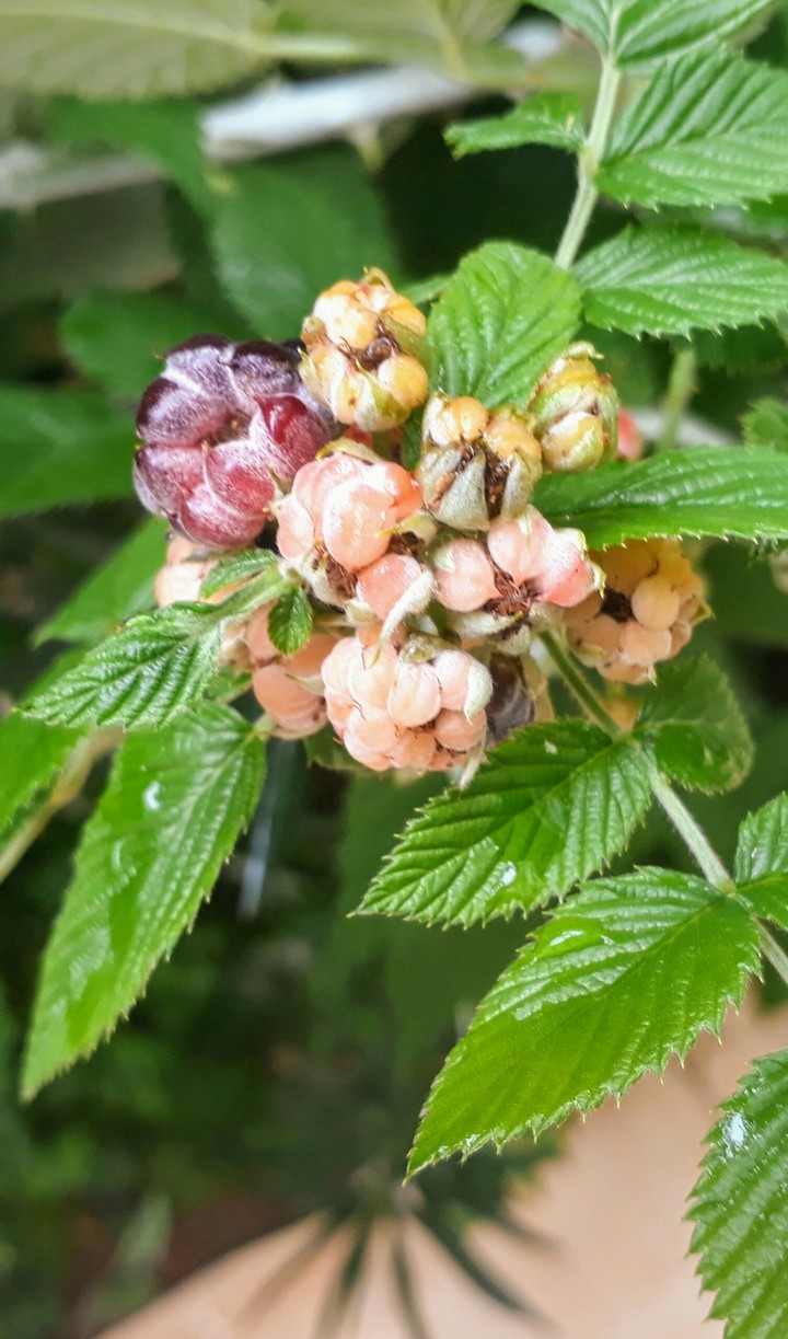 Raspberries