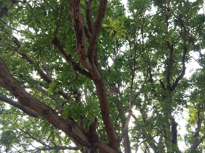 branches of hopes