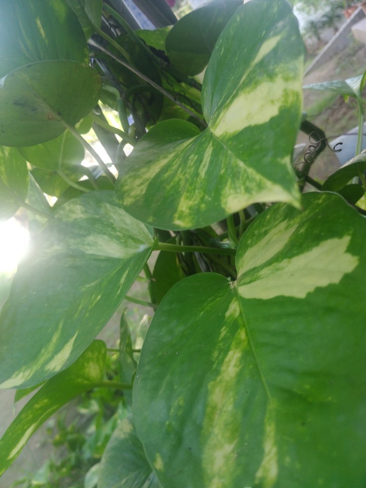 nature
