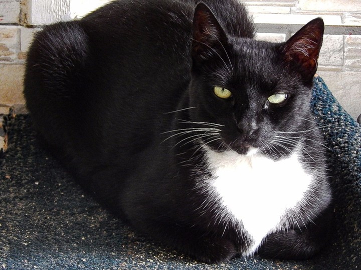 cat