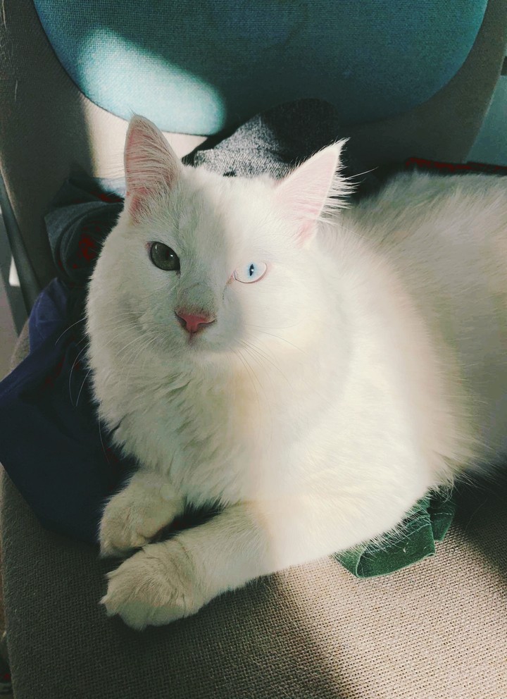 albino with different eyes