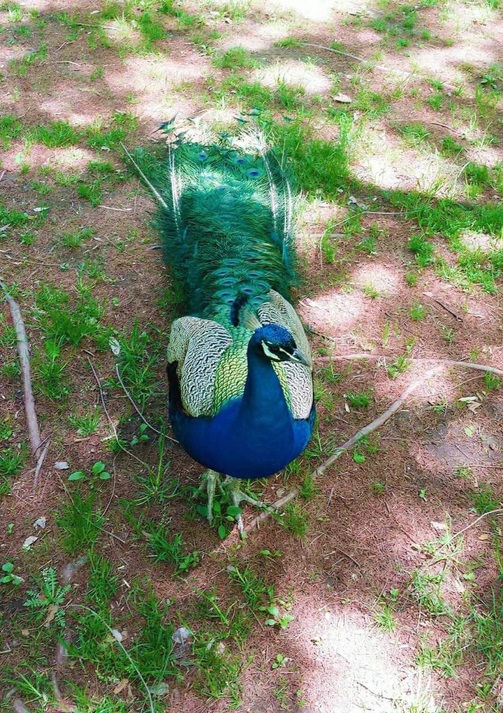 what a beautiful peacock