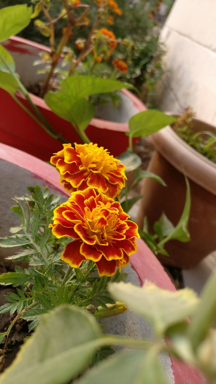 marigolds diwali