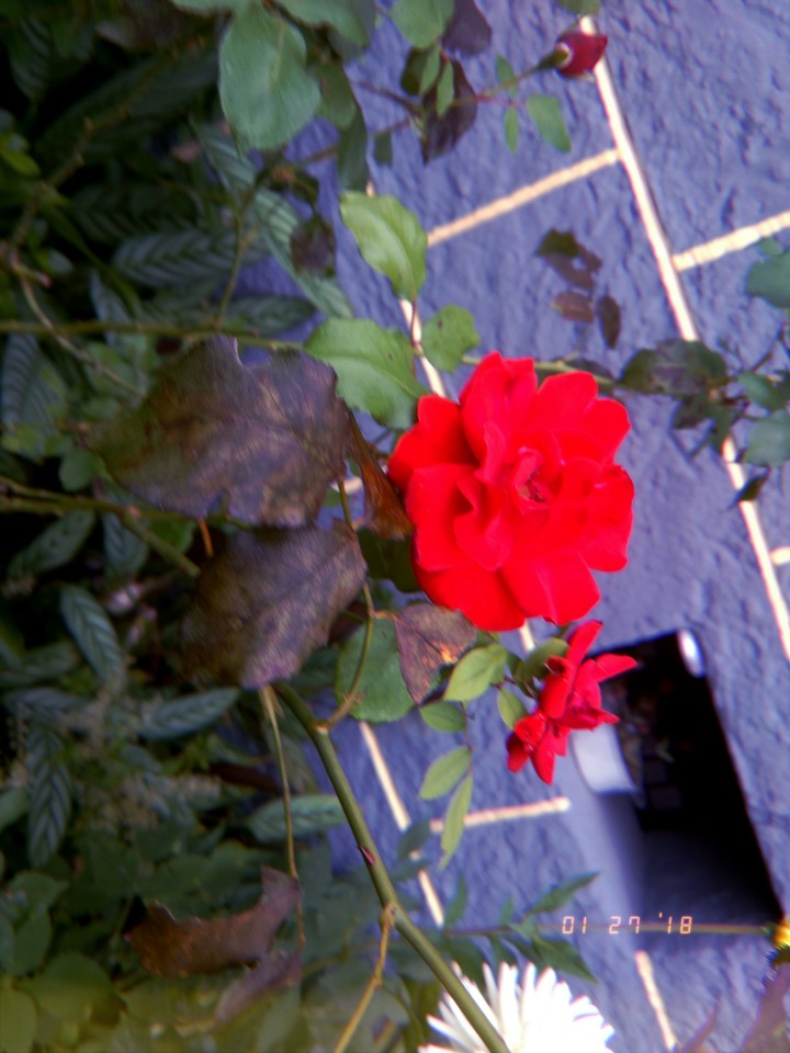 flower