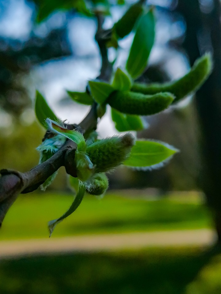 Plant