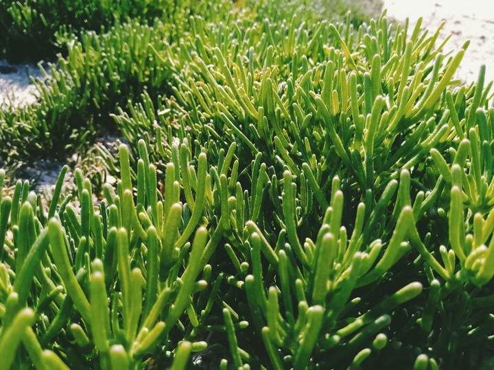 salicornia