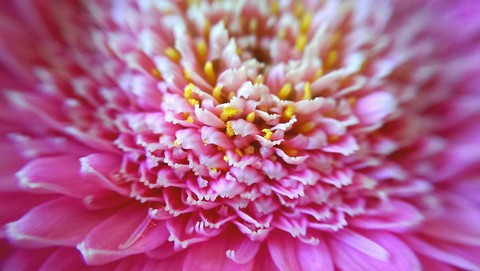 Petals