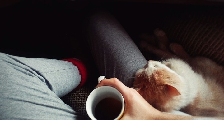 cute cat