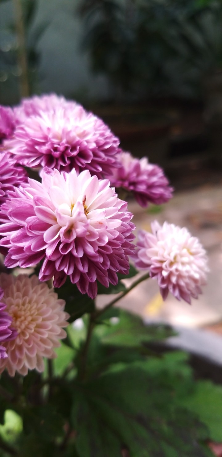 Thousand petals flower