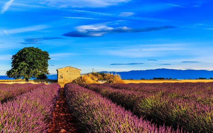 lavender fields and farmhouse