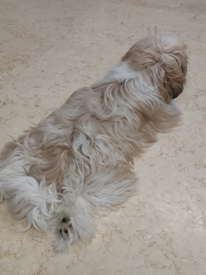 puppy