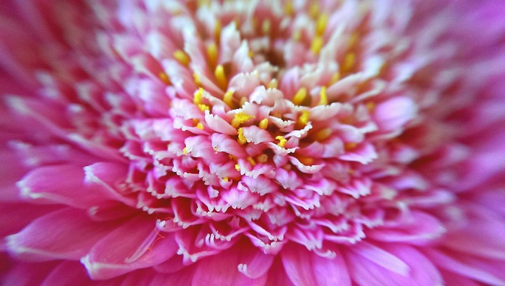 Petals