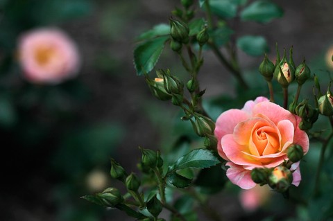 rose 16