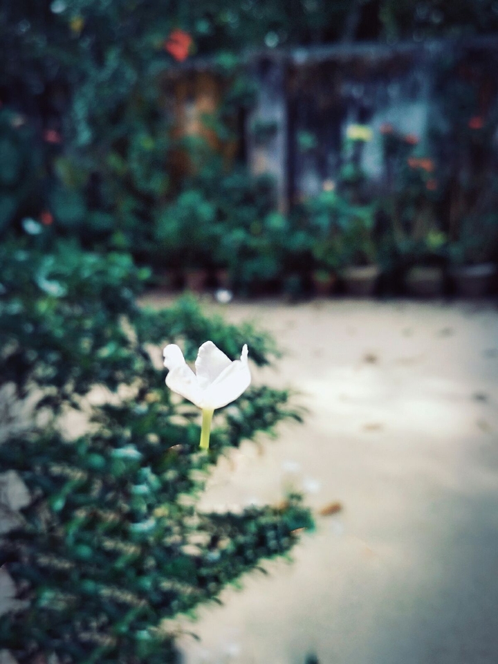flower