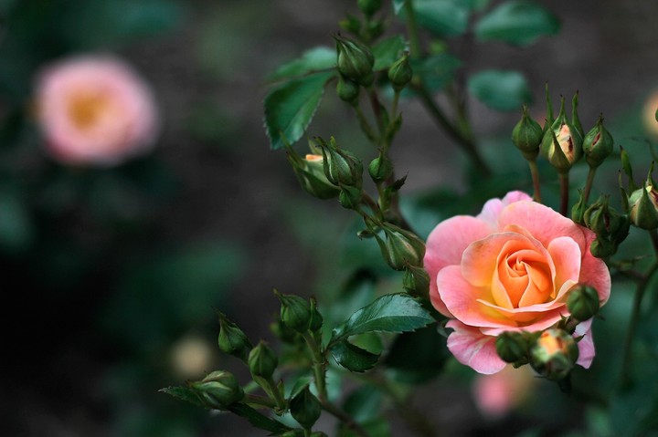 rose 16