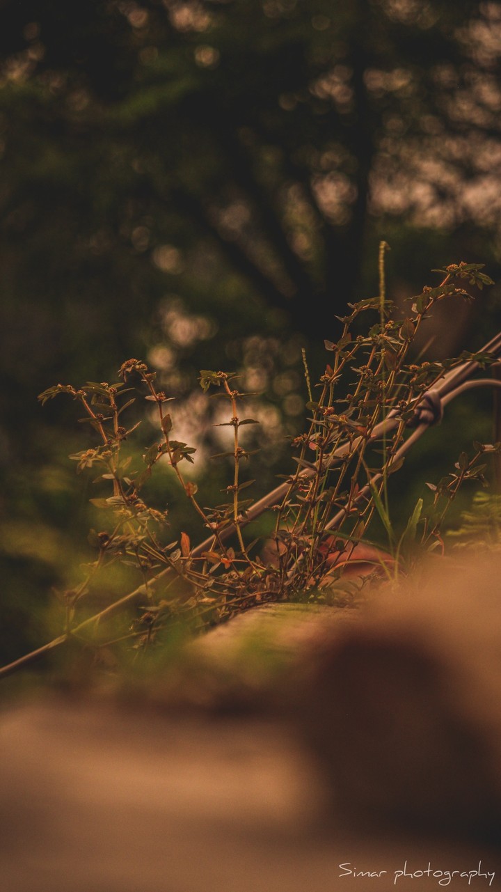 Nature