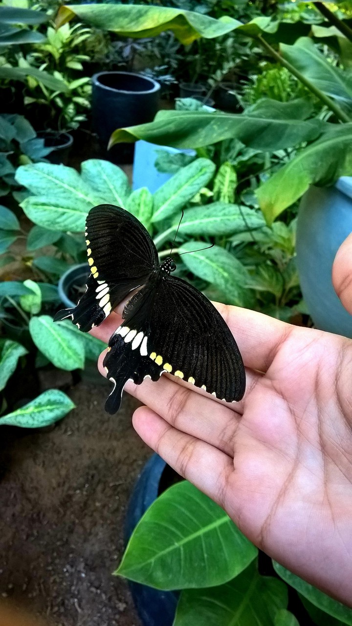 Butterfly