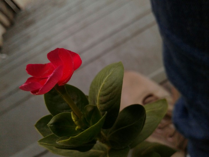 Early morning a little beautiful  rose