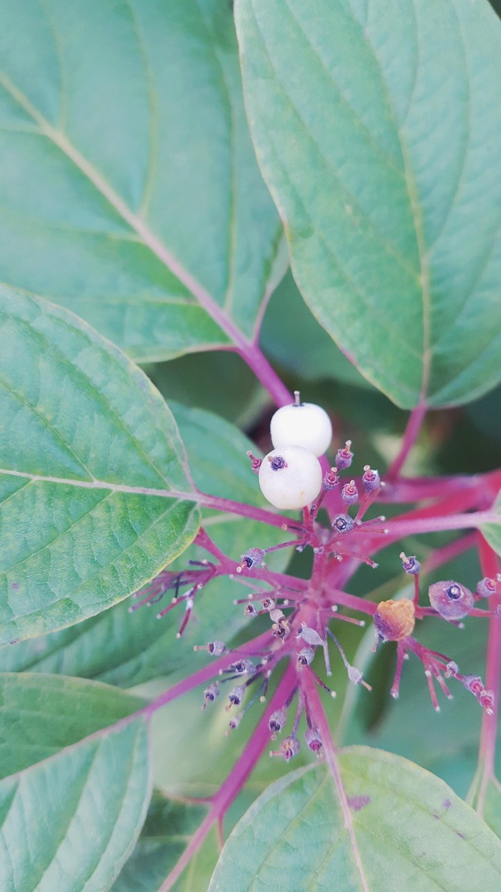 berries