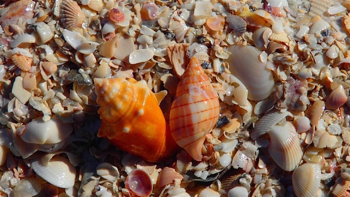 seashell