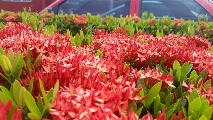 flores