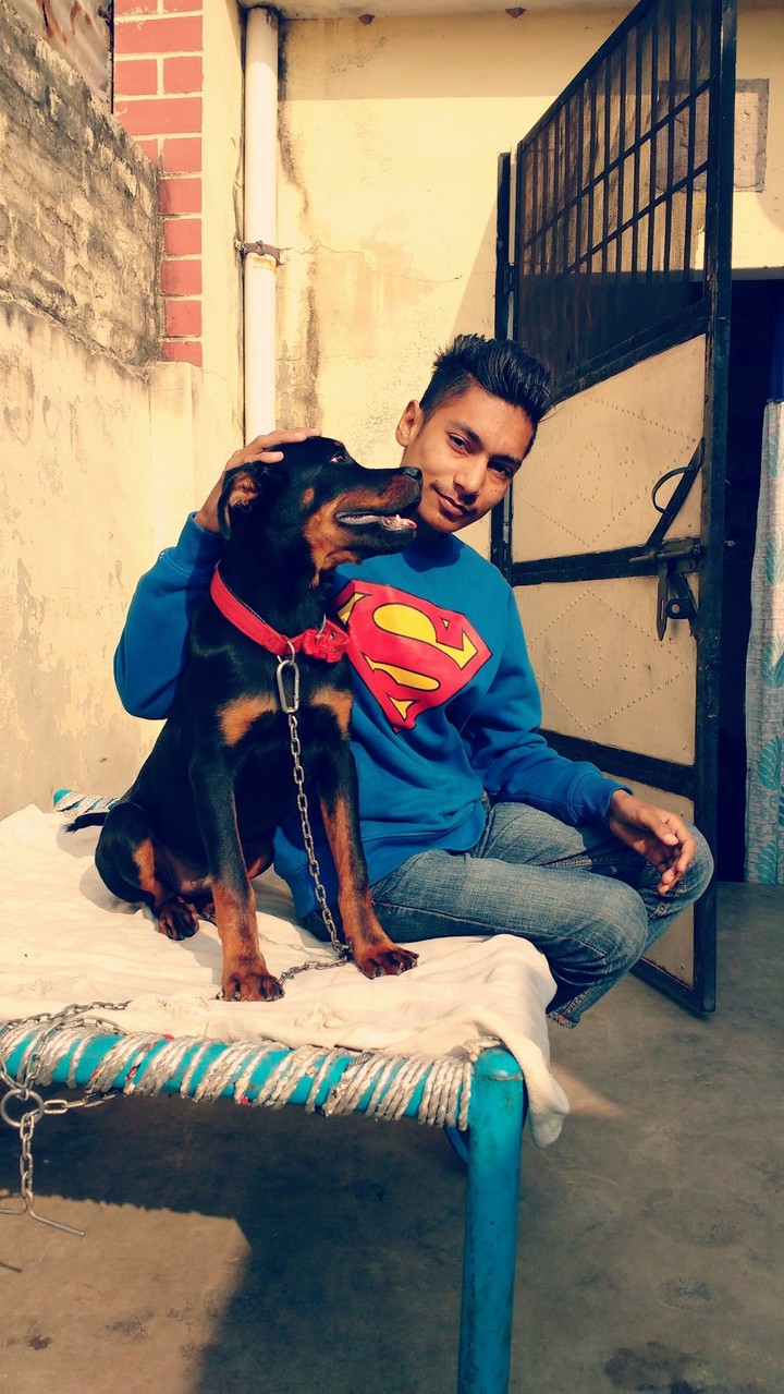 Rottweiler