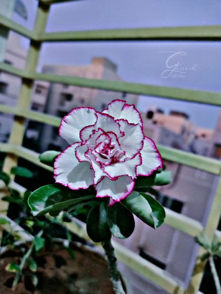 Flower