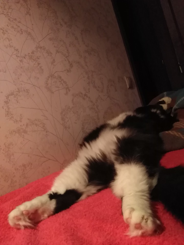 Cat sleeps