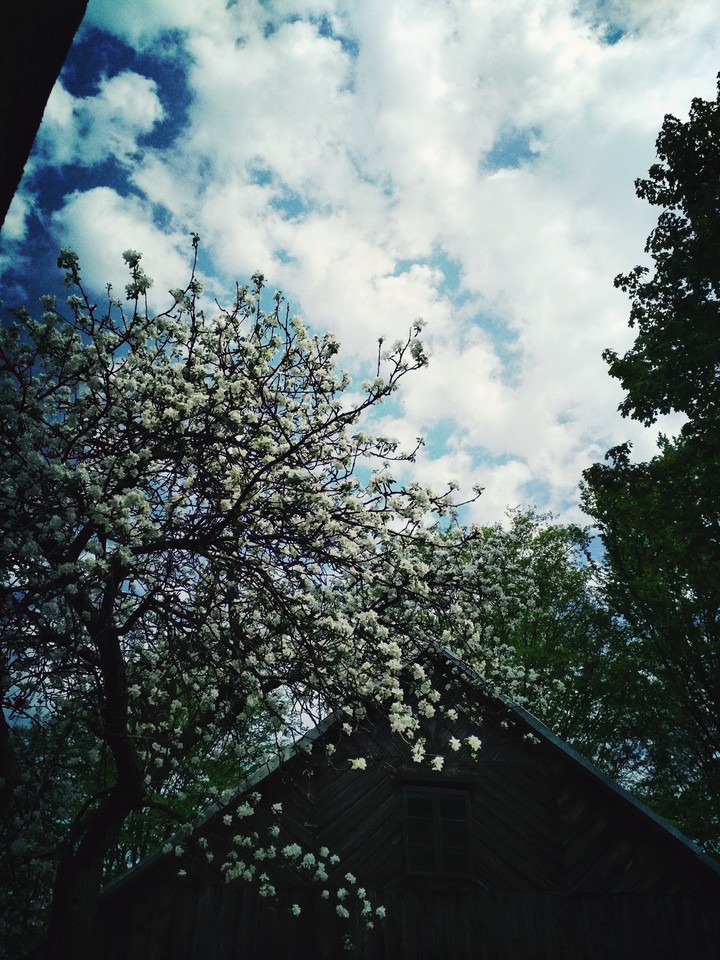 apple blossom