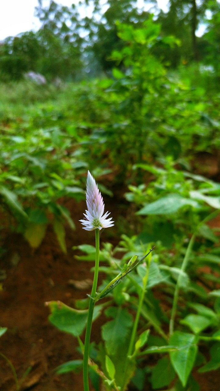 flower