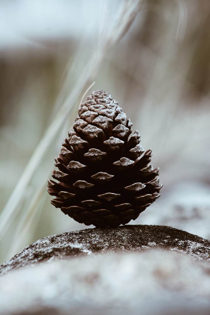 PINE
