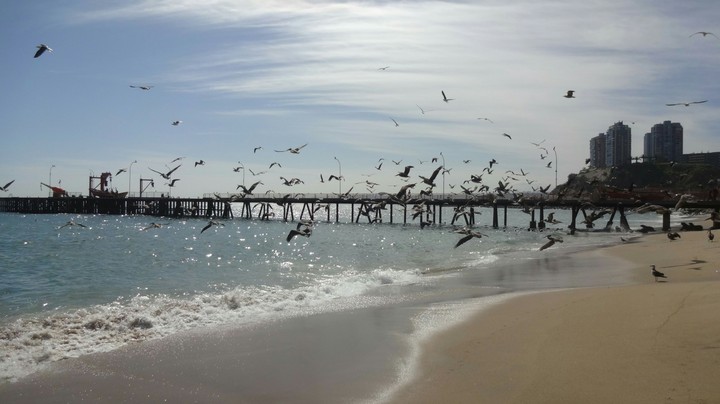 hermosas aves
