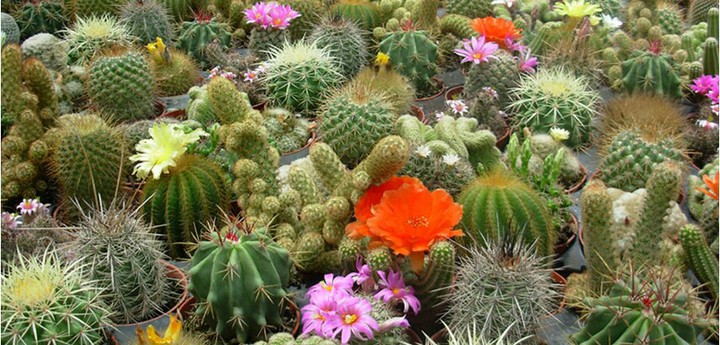 Cactus ?