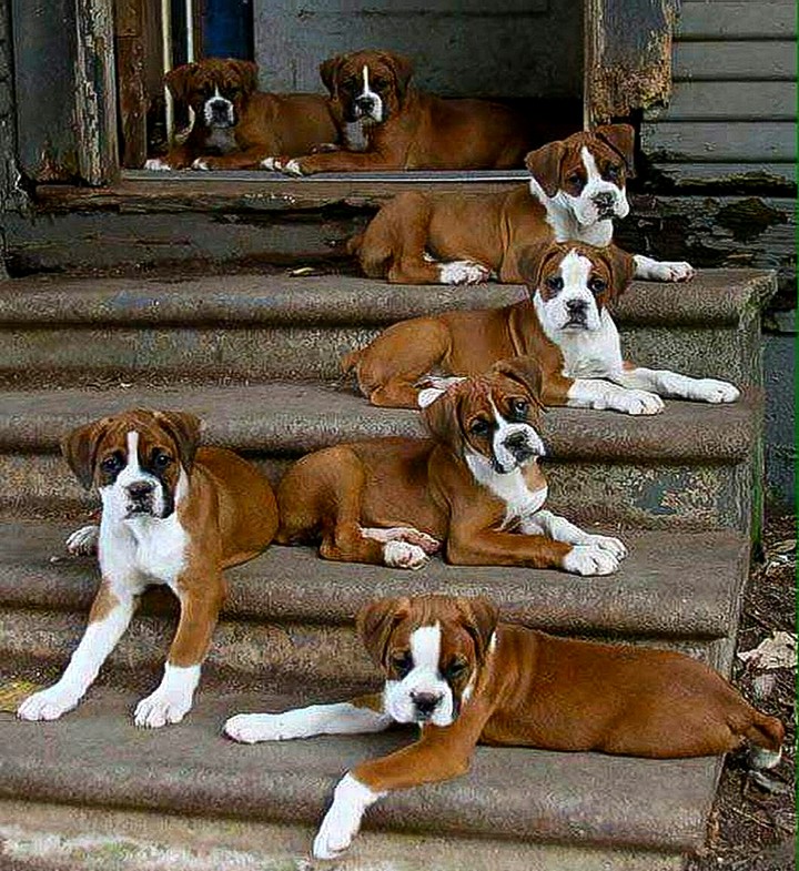 Chewing ? the Dog House