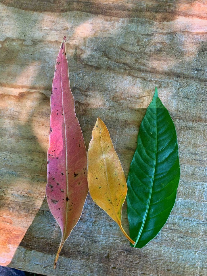 colors