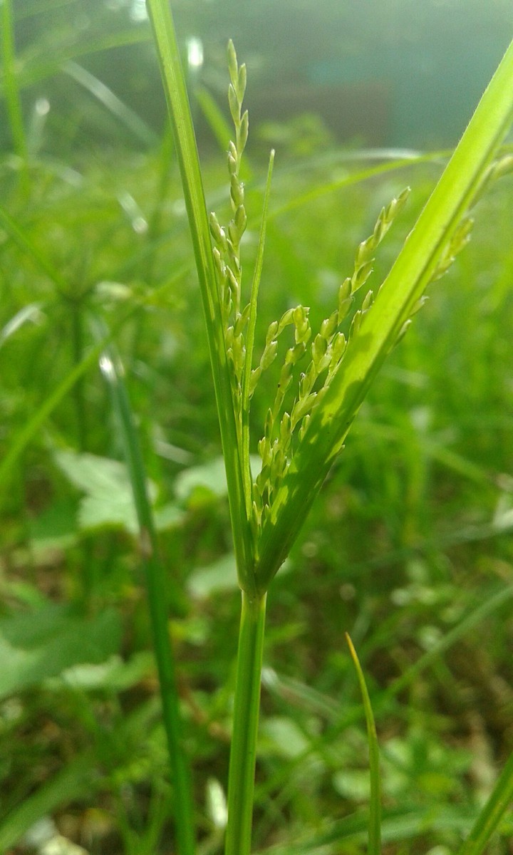 Green grass