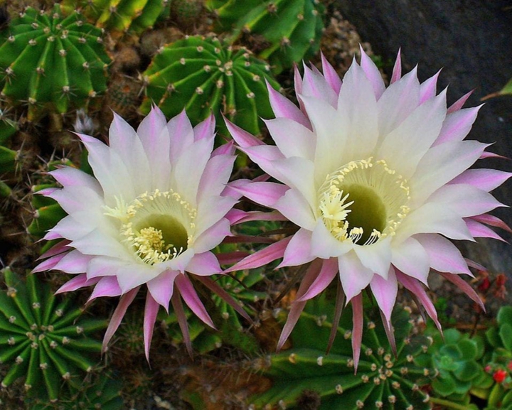 cactus and lowers