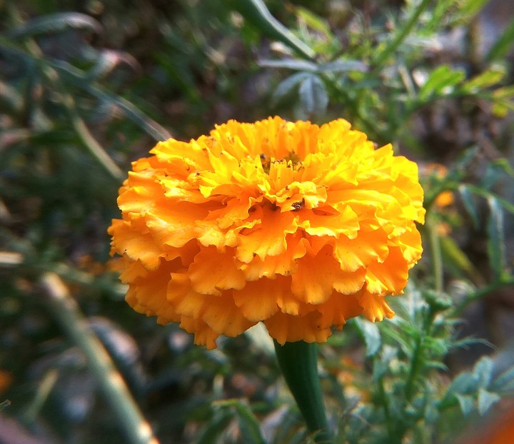flower,marigold,wallpaper,photo,
