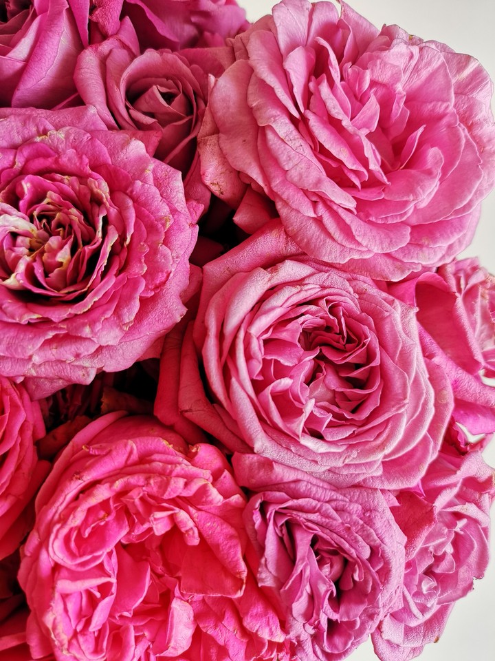 roses