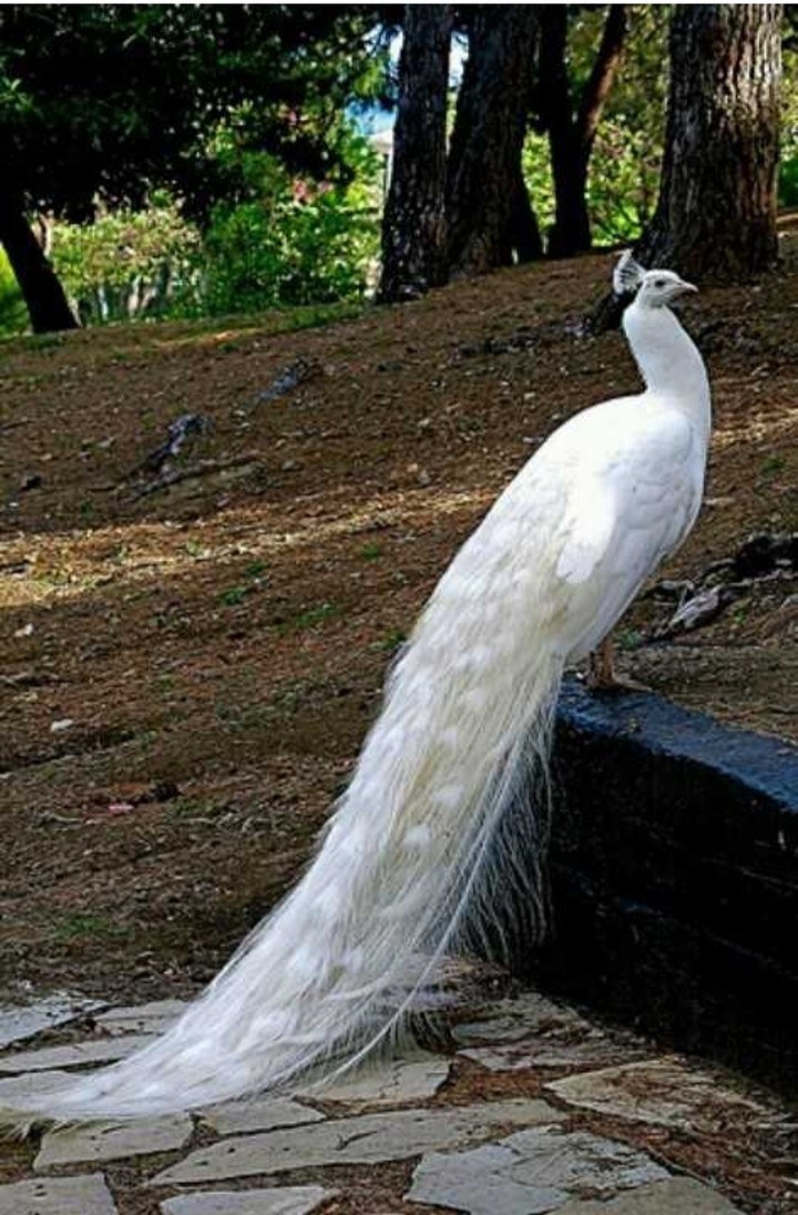 peacock