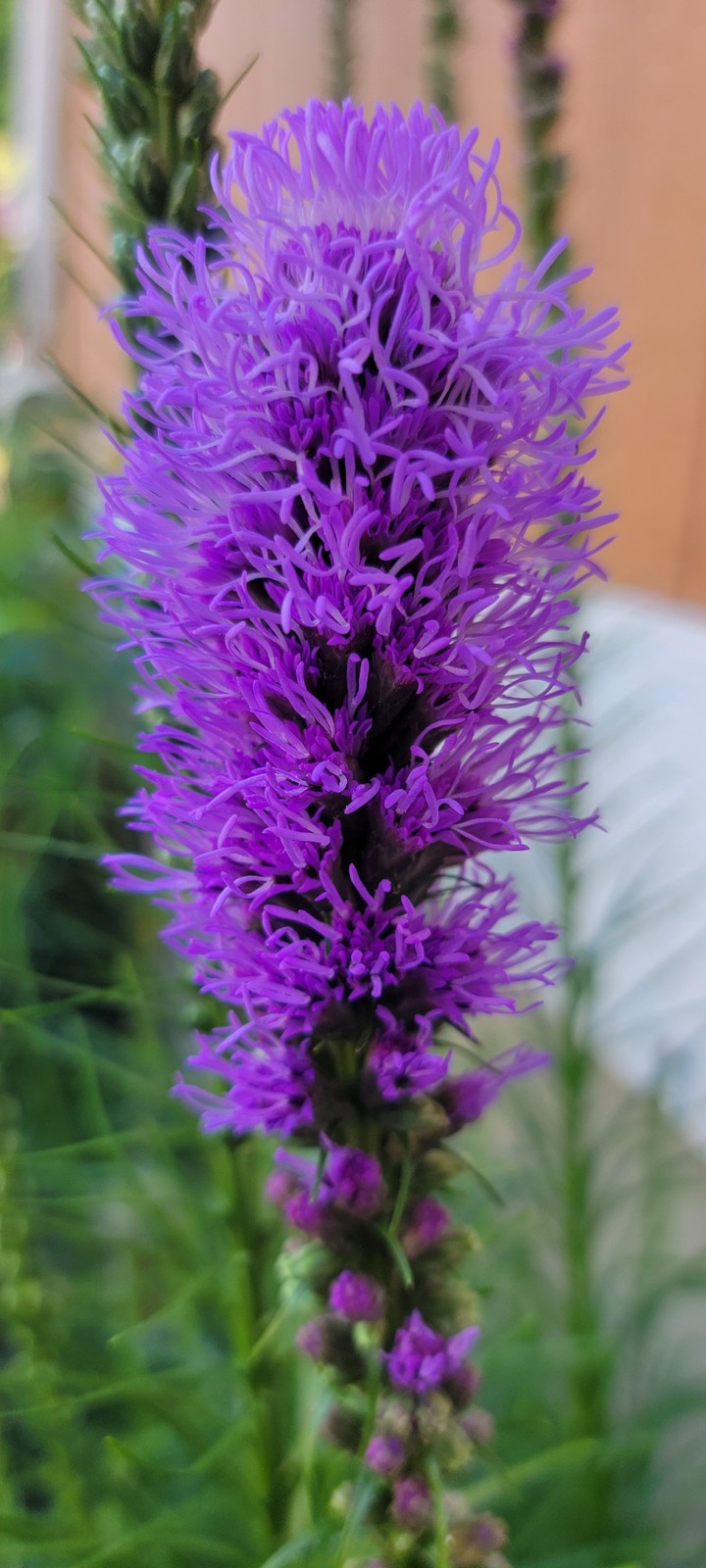 Purple Flower
