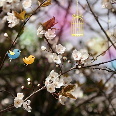 birds
