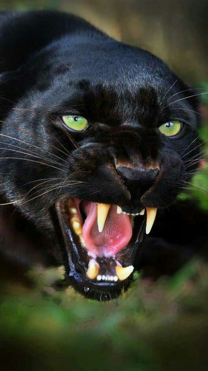 Pantera