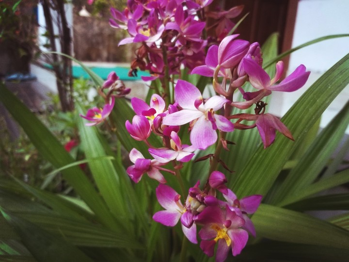 flower
