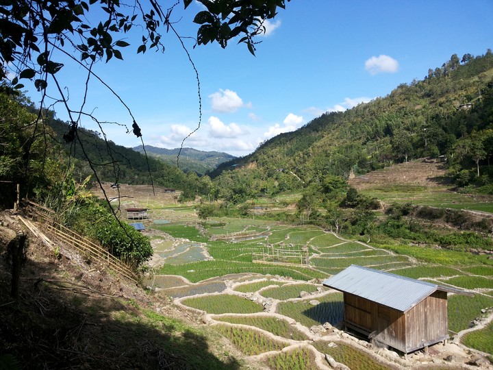 paddy field