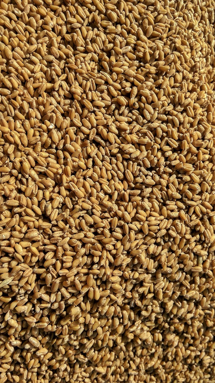 wheat 