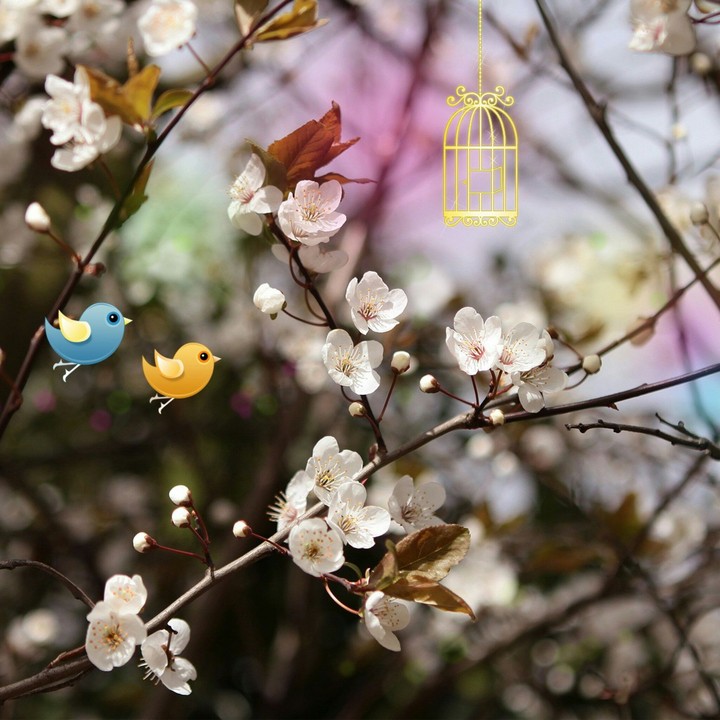birds