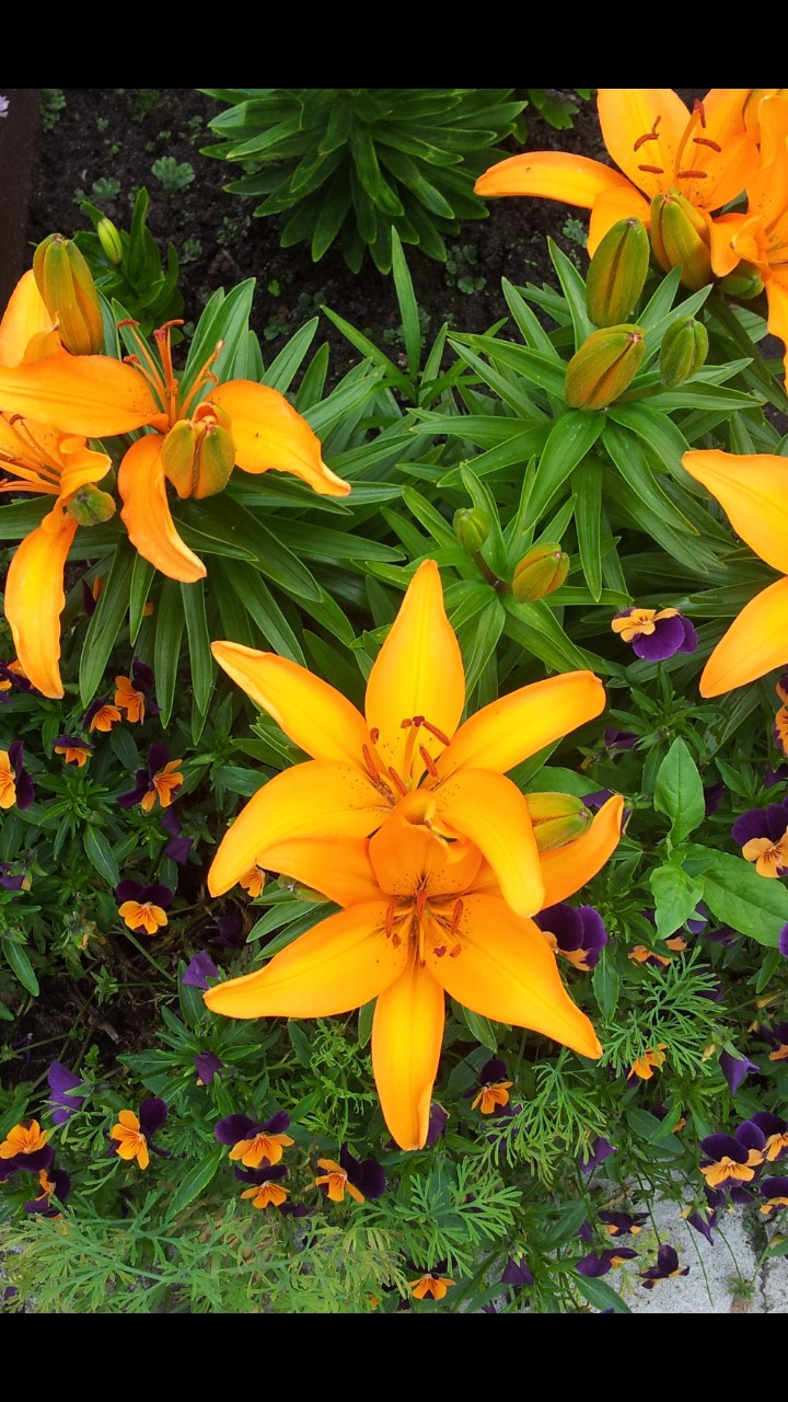 Garden 8