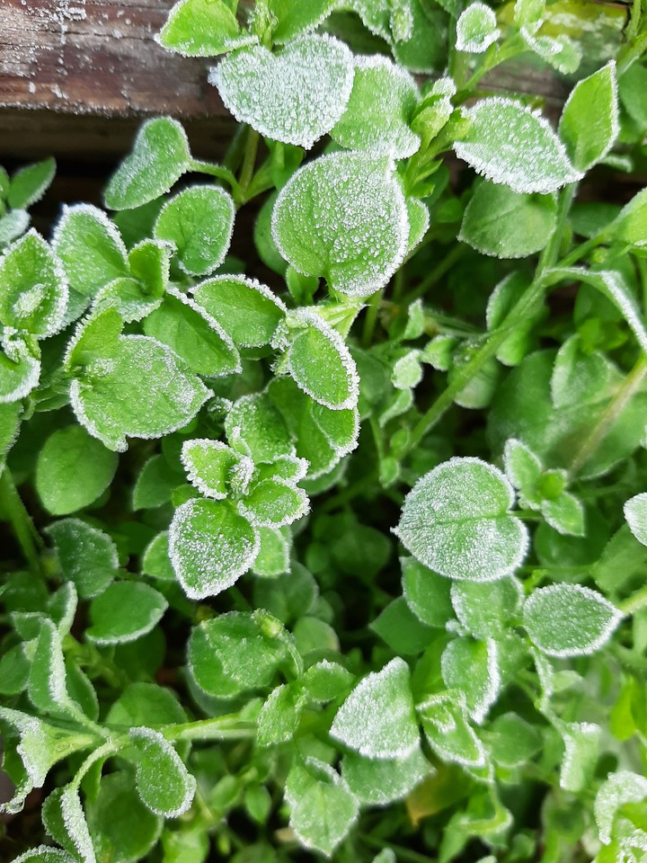 Frost