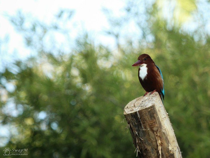 King awaits the right fish